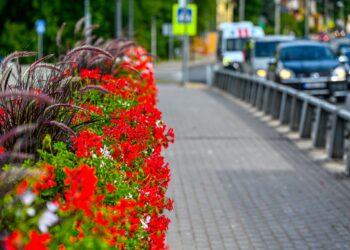 Panevėžys žydi: viešosios erdvės pasipuošę tūkstančiais augalų
