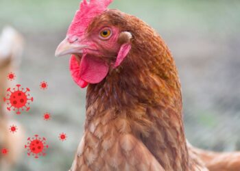 VMVT įspėja: Europoje plintanti Niukaslio liga kelia grėsmę milijonams paukščių – biosauga ir vakcinacija yra vienintelis apsauginis skydas